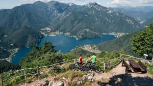 Firmas y carta al Papa: buscan frenar la tala de un árbol que pretenden enviar al Vaticano