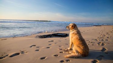 Las Grutas tiene playa pet friendly y cobrará multas de $500.000 a los que no respeten las normas