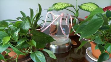 El invento casero súper fácil y rápido para que tus plantas de interior se rieguen solas