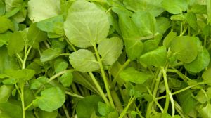 No es naranja ni limón: el alimento con vitamina C que ayuda a controlar la glucosa y reforzar las defensas