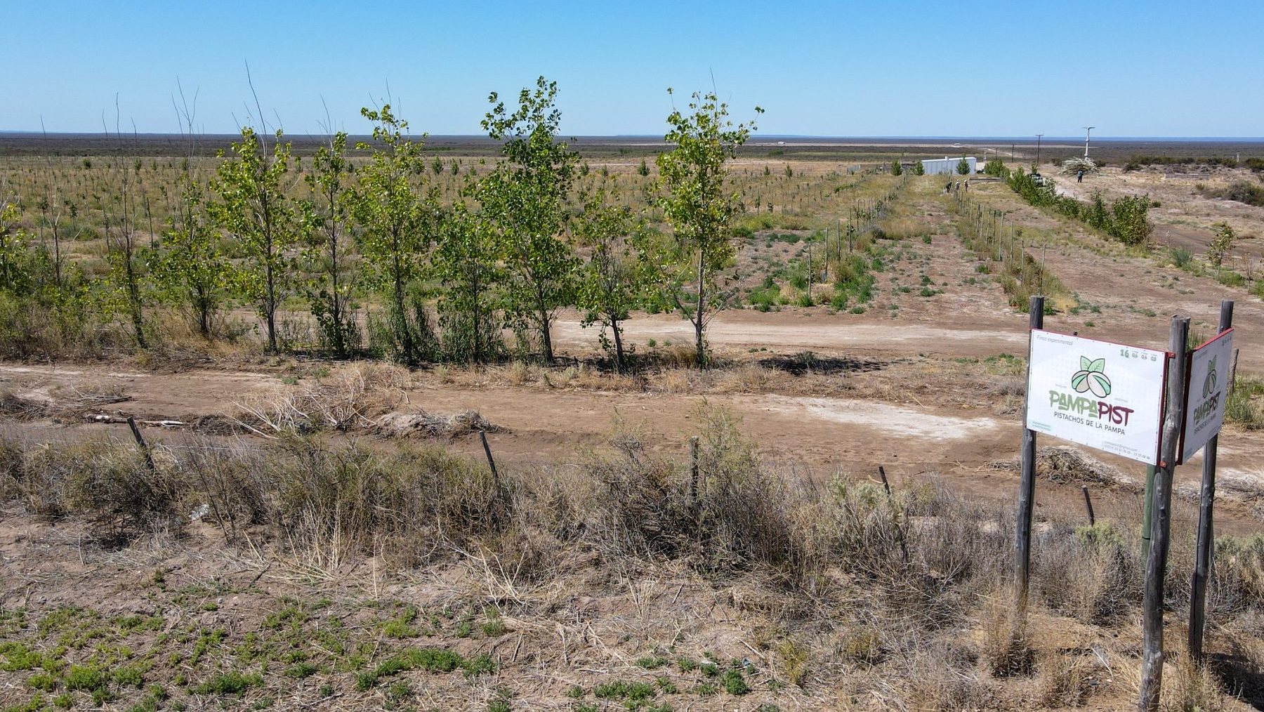 Plantación de pistachos en Casa de Piedra. Foto: archivo Juan Thomes.