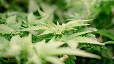 El cultivo de cannabis impulsa economías regionales.