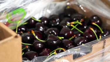 Roca será sede del encuentro anual donde la cereza es protagonista