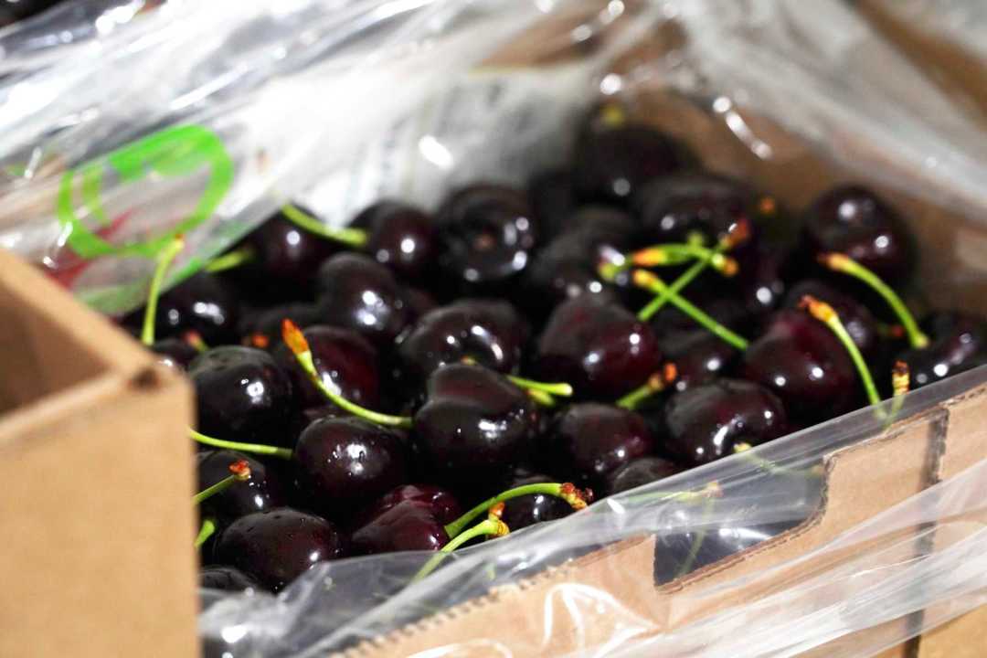 Cerezas, rubíes de la fruticultura. Foto: archivo Cecilia Maletti.