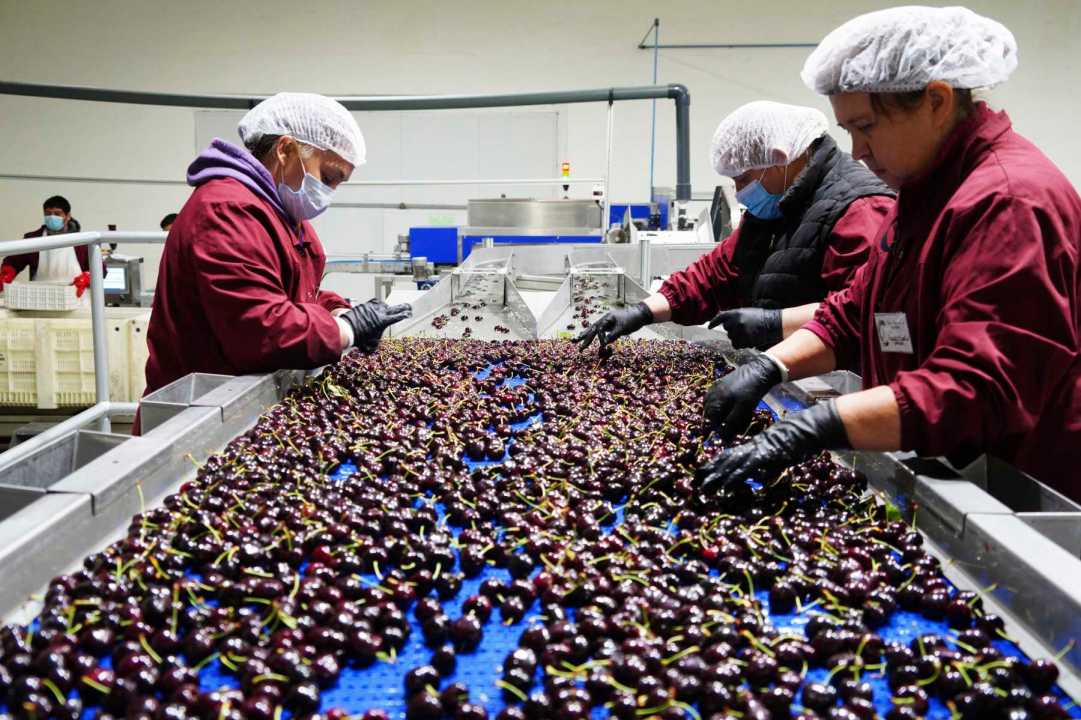 Cerezas, los "rubíes de la fruticultura". Foto: Cecilia Maletti.