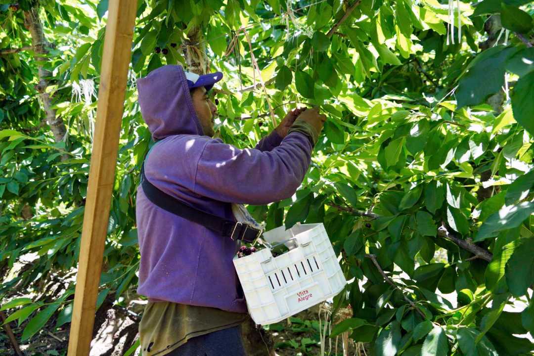 Cosecha de cerezas en Neuquén. Foto: Cecilia Maletti.
