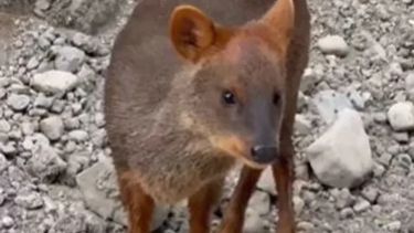 Inesperado encuentro con un Pudú en el Parque Nacional Los Alerces. 