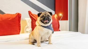 Pet friendly: cada vez más hoteles aceptan mascotas. Foto gentileza. 