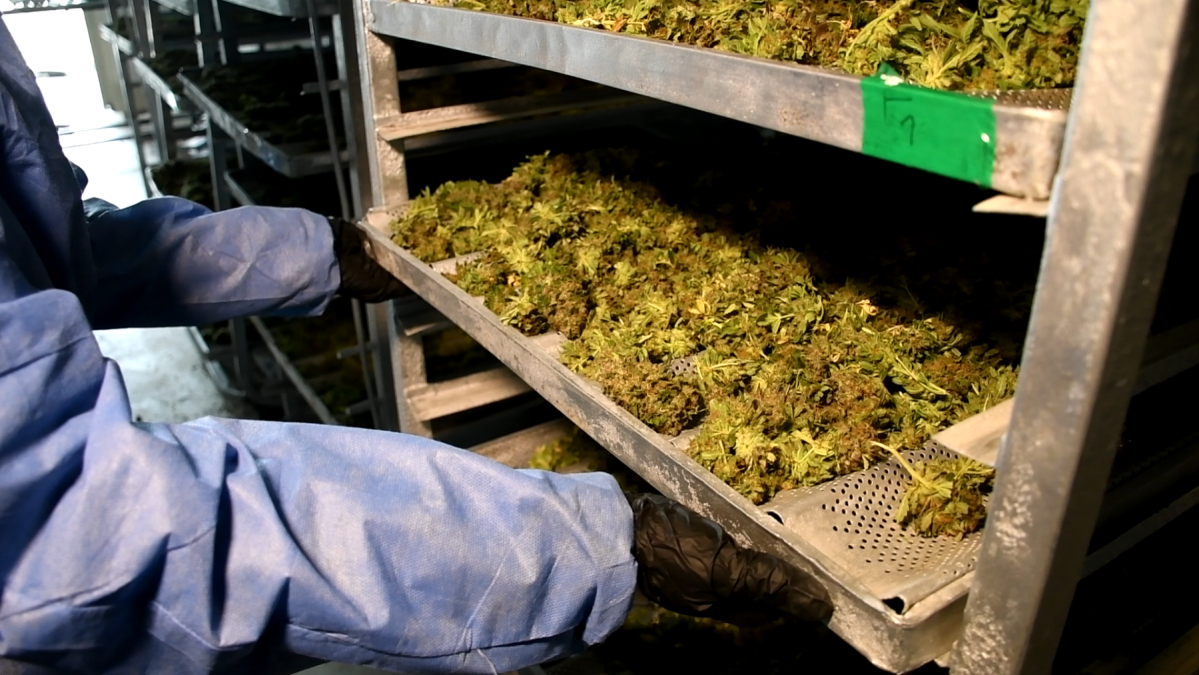 Secadero de cannabis.