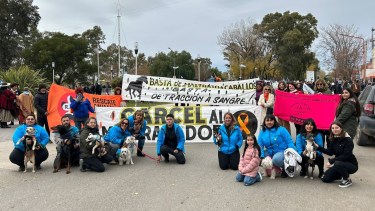 Sobrepoblación canina y salud: proteccionistas de Allen piden prevenir enfermedades
