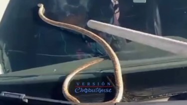 Video | Una pasajera inesperada: una culebra salió de su motor cuando manejaba en Chubut