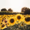 Imagen de Cuándo cultivar girasoles para que estallen las flores en el verano