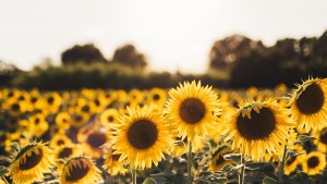 Cuándo cultivar girasoles para que estallen las flores en el verano