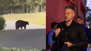 Apareció un oso en la casa de Martín Demichelis en México.