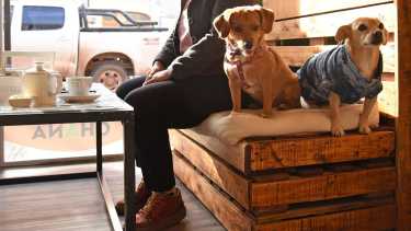 Hay locales de Bariloche y Neuquén que aceptan mascotas. Foto: Archivo Florencia Salto. 