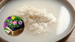 El agua del arroz acelera el crecimiento de tus plantas y hace que estallen de flores: cómo lograrlo