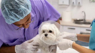 Castraciones gratuitas en Neuquén. 