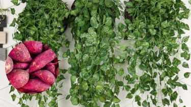 A medida que los brotes crecen, comenzarán a alargarse y a formar una enredadera frondosa.