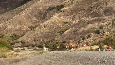 La nueva ley de Fauna Silvestre fue impulsada por el Poder Ejecutivo de Río Negro y genera críticas. Archivo