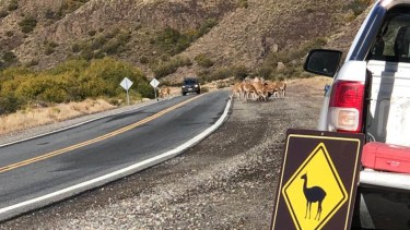 Desde el parque Nahuel Huapi alertan por presencia de guanacos en la Ruta 237.
