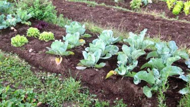 Huerta en casa: qué sembrar en enero para tener rápido tu propia producción