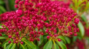 Cuidado con esta planta: es común en jardines pero puede ser tóxica para personas y mascotas