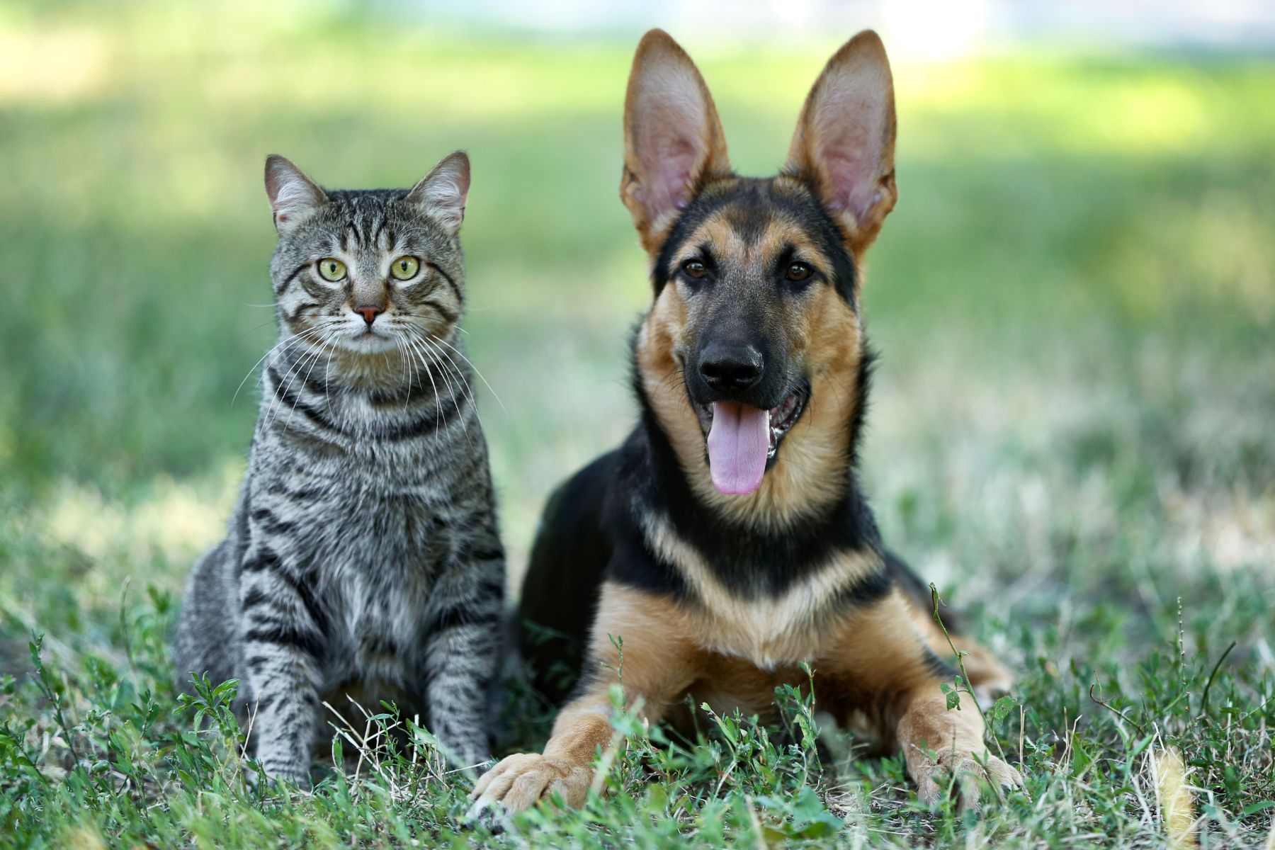 Verano: los trucos para que tu mascota no conviva con pulgas y garrapatas