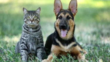  Ya sea en verano o invierno, las pulgas y garrapatas pasan por ciclos de vida que incluyen varias etapas