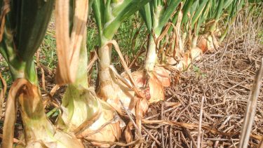 Cebollas: el riego por goteo tiene ventajas.