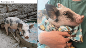 Video | Le salvó la vida: vendían un cerdito por Navidad y una vecina de Allen lo compró para rescatarlo