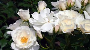 La planta trepadora que crece en tiempo récord y tiene flores durante todo el año