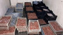 Imagen de Multaron a una empresa por trasladar 10 toneladas ilegales de langostinos y destapó un inédito fraude en Chubut