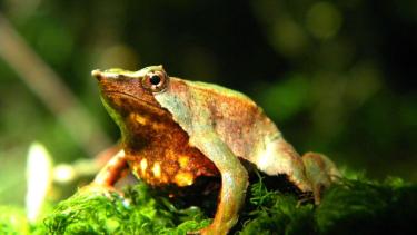 Hay anfibios con registros cada vez más esporádicos, como es el caso de la rana de Darwin en Argentina/Crédito Claudio Azat 