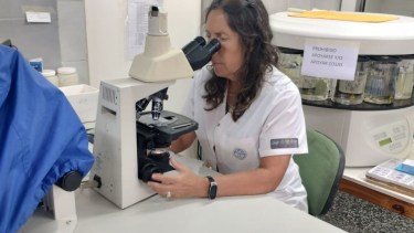 Evaluación de muestras. Foto: gentileza