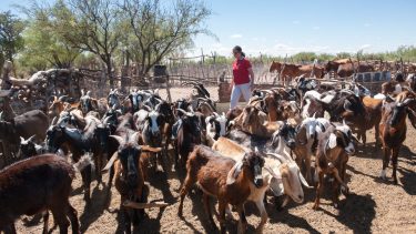 Los crianceros mostraron capacidad de innovación para superar dificultades.