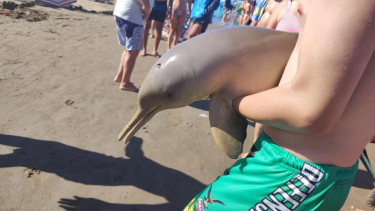 Murió un delfín en Mar del Tuyú tras ser sacado del agua por turistas. Foto. gentileza.