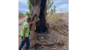 Video | Tiran un árbol que se quemó por un asado en la costa del Limay en Neuquén: «El que hizo esto no tiene perdón»