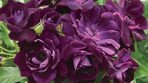 La planta trepadora de flores violetas que crece todo el año y necesita pocos cuidados