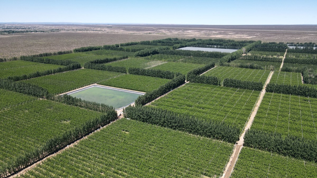 Vista Alegre SRL tiene 180 hectáreas de cerezos en producción. Foto: Fabián Ceballos.