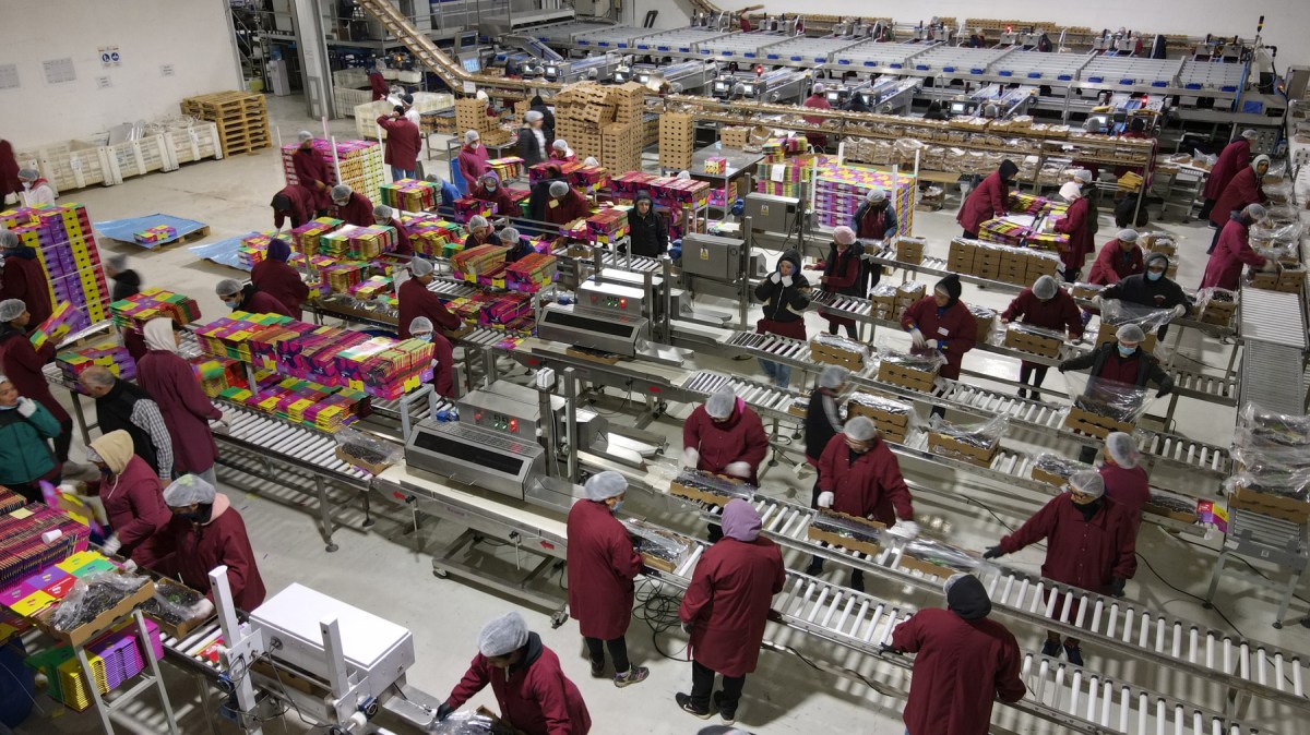 La industria cerecera emplea a muchas personas. Foto: Fabián Ceballos.