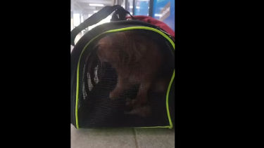 Abandonaron a un gato en la terminal de Roca. 