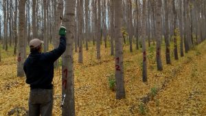Norpatagonia: los álamos cultivados en los valles tienen madera apta para la construcción