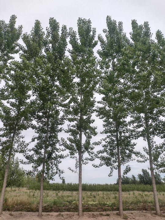 La investigación científica sobre la calidad de madera de álamo ha sido clave para entender su viabilidad en la construcción.