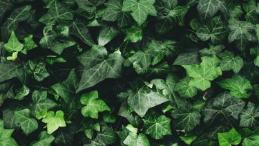 Existen muchas especies vegetales que resisten sin problemas la exposición directa al sol y las altas temperaturas. 