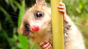 Monito del Monte, rescatado y liberado en lago Lolog. Foto archivo. 