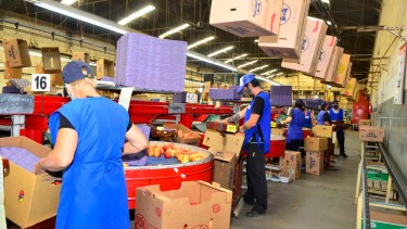 Paritaria de la fruta en Río Negro y Neuquén. Archivo.