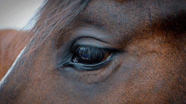 La yegua fue rescatada en estado crítico tras pasar tres días sin agua ni alimento en Andacollo.
