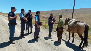¡Operativo relámpago! La policía recuperó 22 vacas robadas tras una intensa persecución, en Neuquén