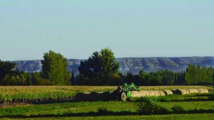Fruticultura en Río Negro en 2025: menos hectáreas, más productividad y una creciente diversificación