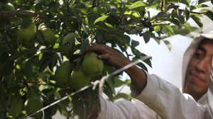 Cuánto cuesta producir peras y manzanas en Río Negro y Neuquén, una introducción a los costos por kilo y por hectárea